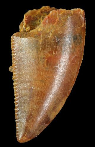 Serrated, Raptor Tooth - Morocco #72617